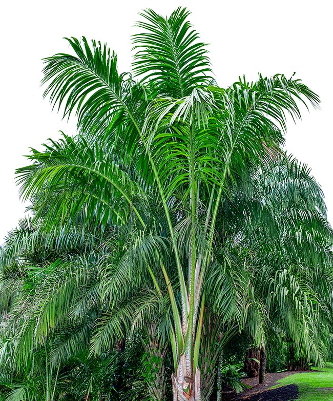Metroxylon amicarum, Arecaceae, Caroline ivory-nut palm