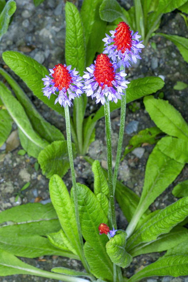 Primula viallii, Primulaceae