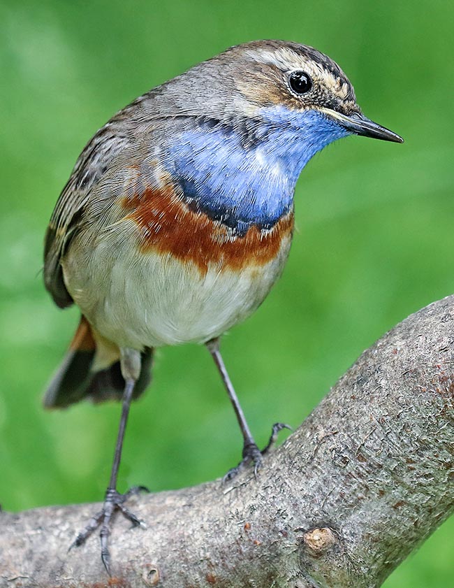 Luscinia svecica, Muscicapidae, Pettazzurro