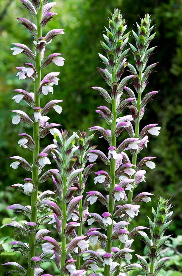 Acanthus mollis - Monaco Nature Encyclopedia