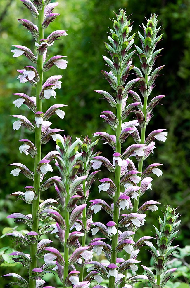 Acanthus mollis, Las flores, no menos elegantes que las hojas.