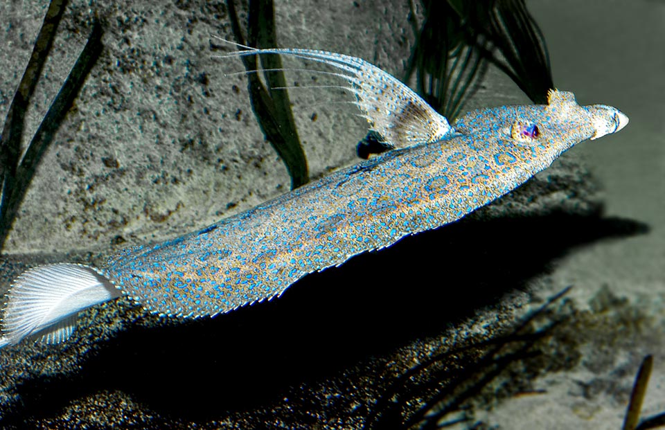 Bothus mancus, Bothidae, Flowery flounder, Peacock flounder
