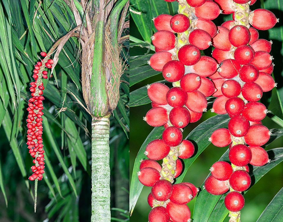 Calyptrocalix spicatus, Arecaceae