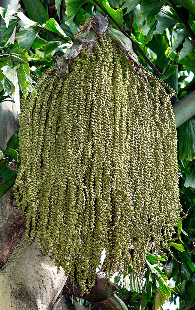 Caryota no, Arecaceae