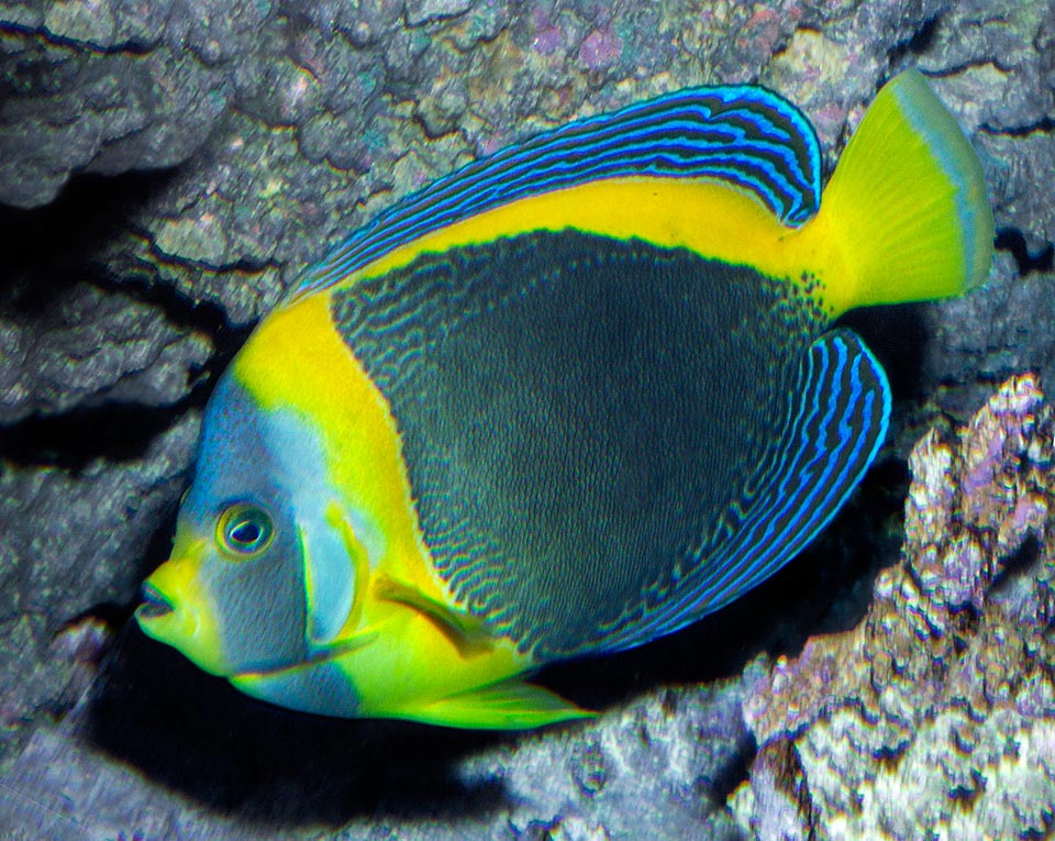 Chaetodontoplus duboulayi, Scribbled angelfish, Pomacanthidae