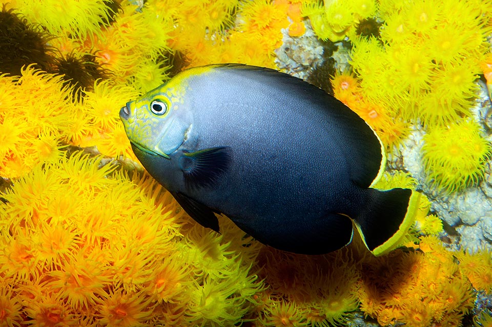 Chaetodontoplus melanosoma, Pomacanthidae, Blackvelvet angelfish