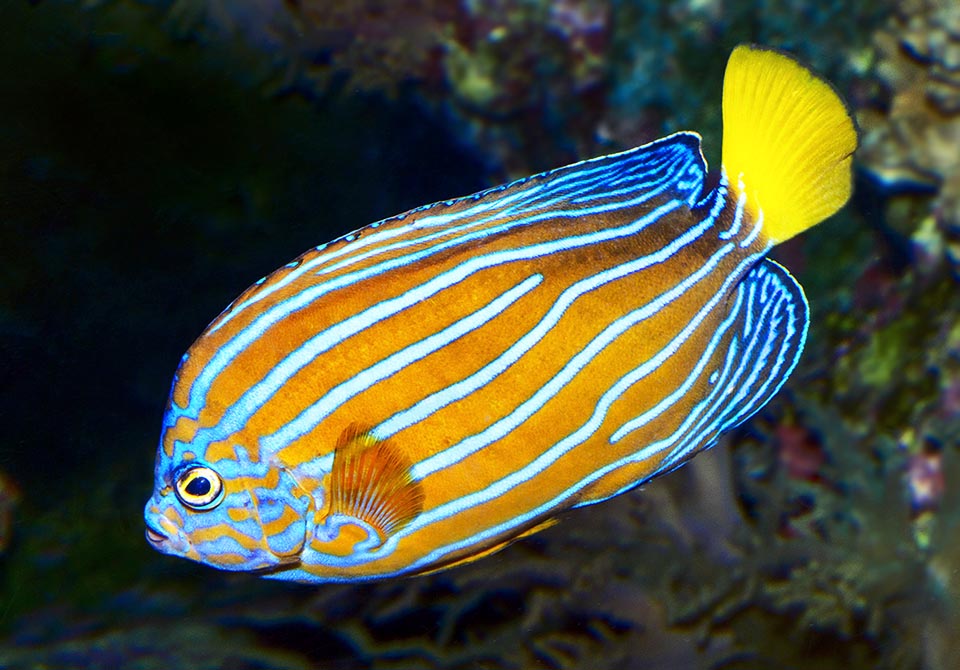 On the big dorsal and anal fins the blue lines get thicker, creating arabesques on dark background. They are stretched by the males in nuptial parade or for suddenly increase the size to surprise and discourage the predators, while the luminous yellow caudal fin, waving, diverts attention from the head 
