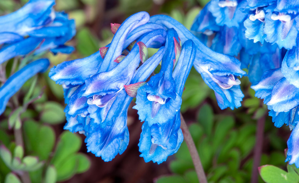 Corydalis panda, Papaveraceae