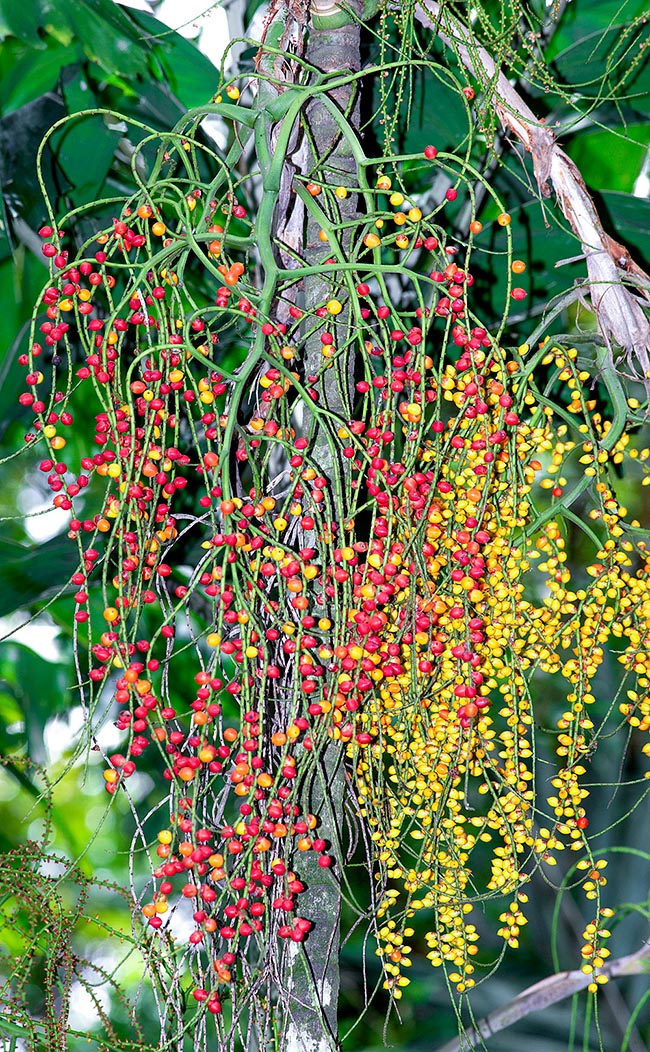 Veitchia subdisticha, Drymophloeus subdistichus, Arecaceae