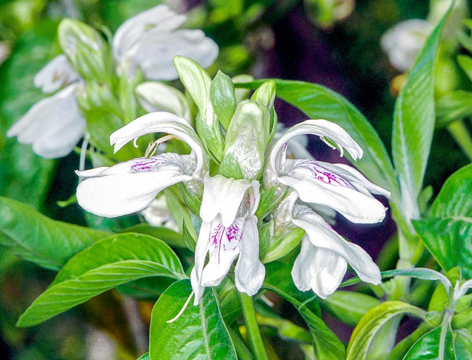 Justicia adhatoda, Acanthaceae 