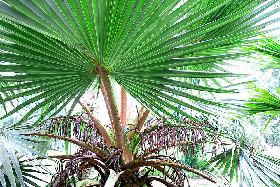 Latania lontaroides, Arecaceae