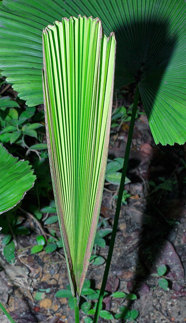 Licuala cordata, Arecaceae