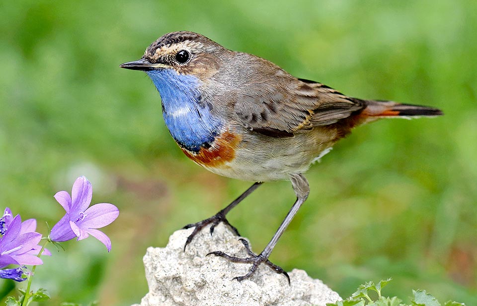 Luscinia svecica, Muscicapidae, Bluethroat