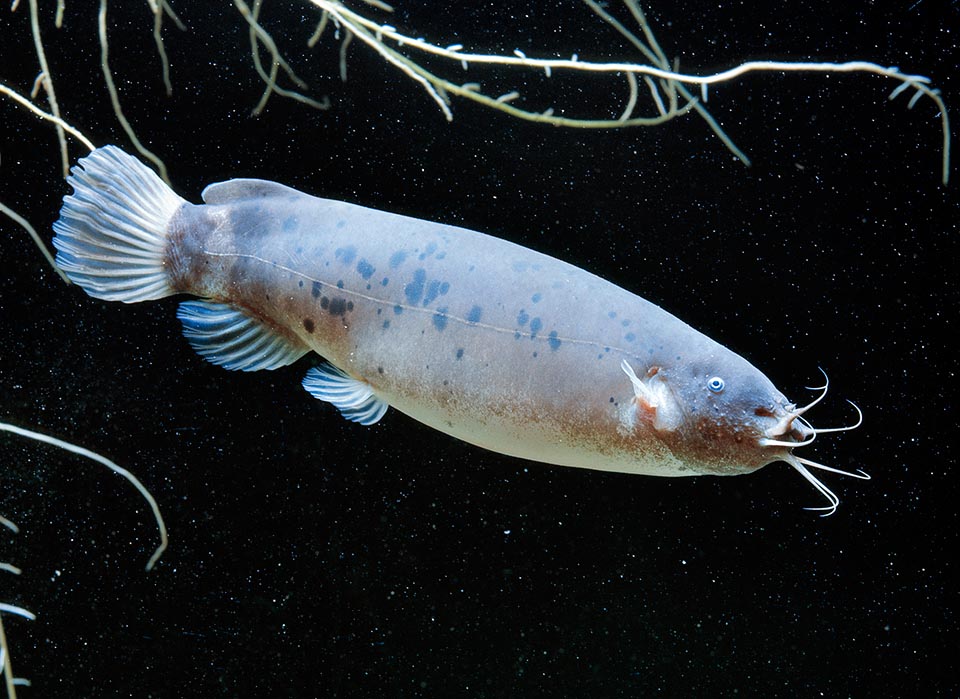 Malapterurus electricus, Pesce gatto elettrico, Malapteruridae