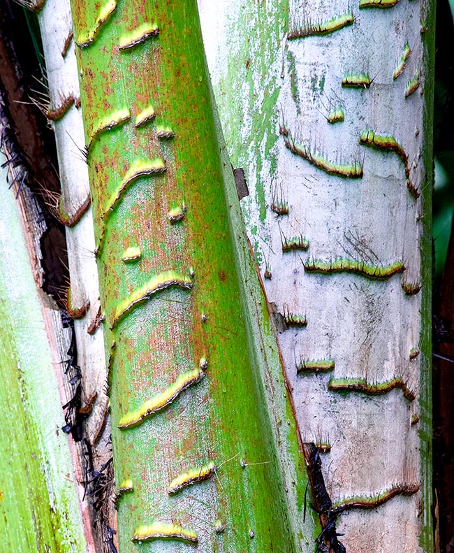 Metroxylon amicarum, Arecaceae, Caroline ivory-nut palm