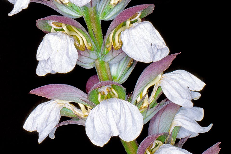 Acanthus mollis, Acanthaceae, Acanto comune 