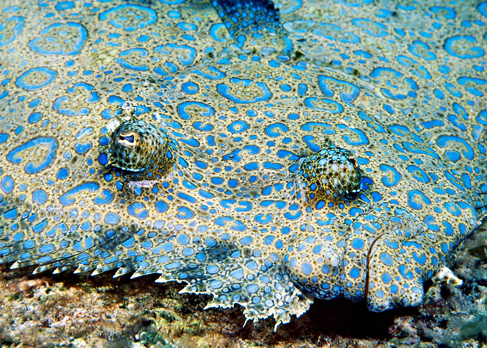 Bothus mancus, Bothidae, Flowery flounder, Peacock flounder