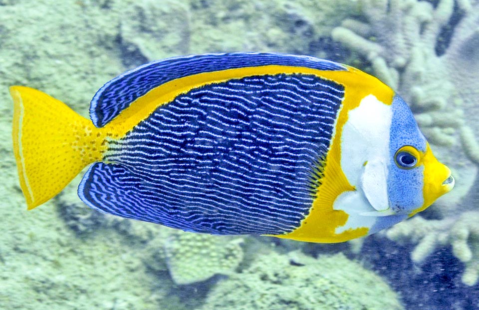 Chaetodontoplus duboulayi, Pez ángel garabateado, Pomacanthidae