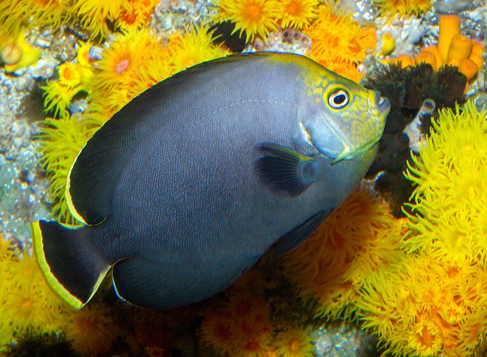 Chaetodontoplus melanosoma, Pomacanthidae, Pez ángel de terciopelo negro