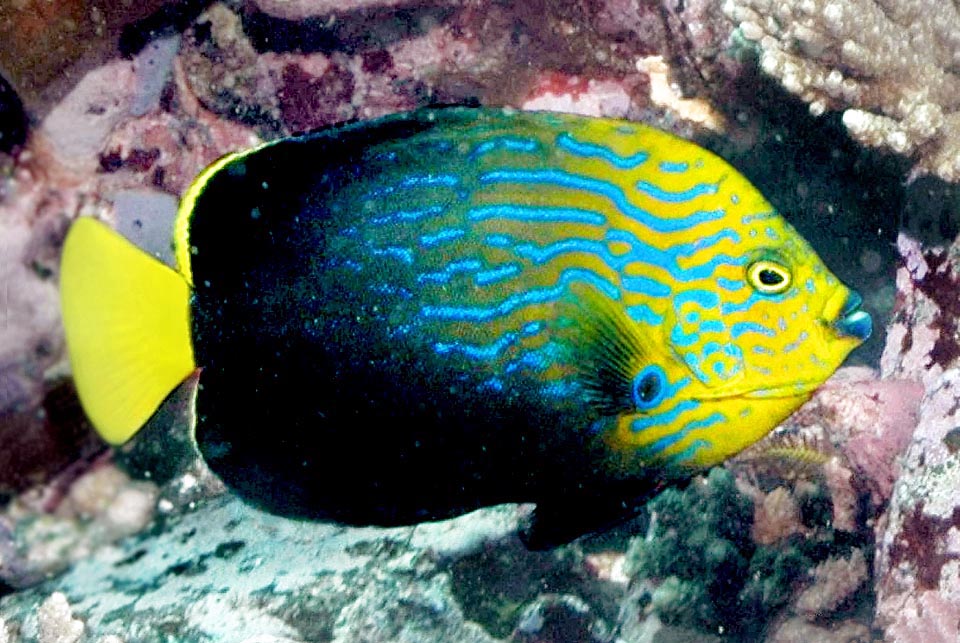 Chaetodontoplus septentrionalis, Pomacanthidae, Pesce angelo a strisce blu, 