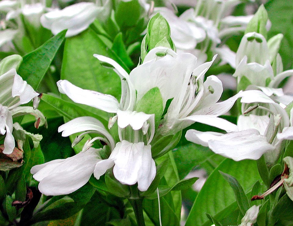 Justicia adhatoda, Acanthaceae 