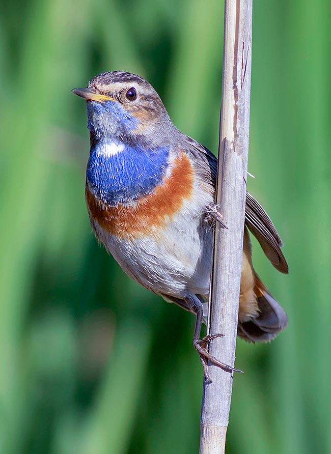 Luscinia svecica, Muscicapidae, Pettazzurro