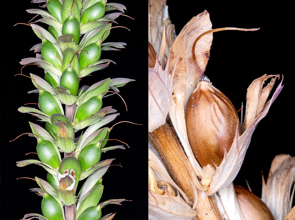 Acanthus mollis spike with growing fruits