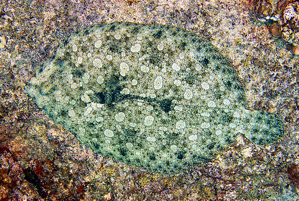 Bothus mancus, Bothidae, Flowery flounder, Peacock flounder