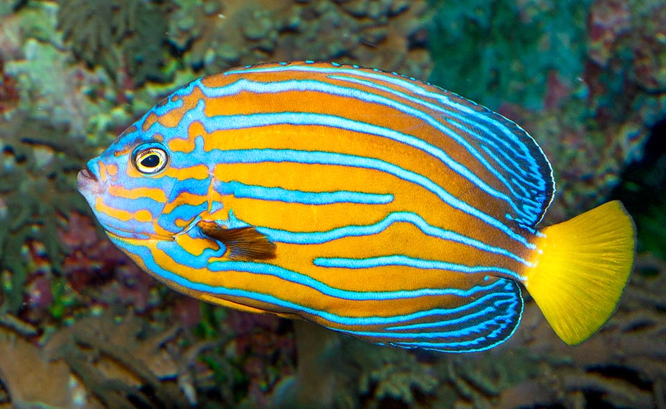 Even if it is not an endangered species, it is nonetheless a fish not suitable for domestic walls: difficult to feed, it often kills the living corals of the tank by nibbling them with hunger and is subject to diseases. It should be left in its world or most exposed in public aquariums that know how to feed it and control the parameters of the water