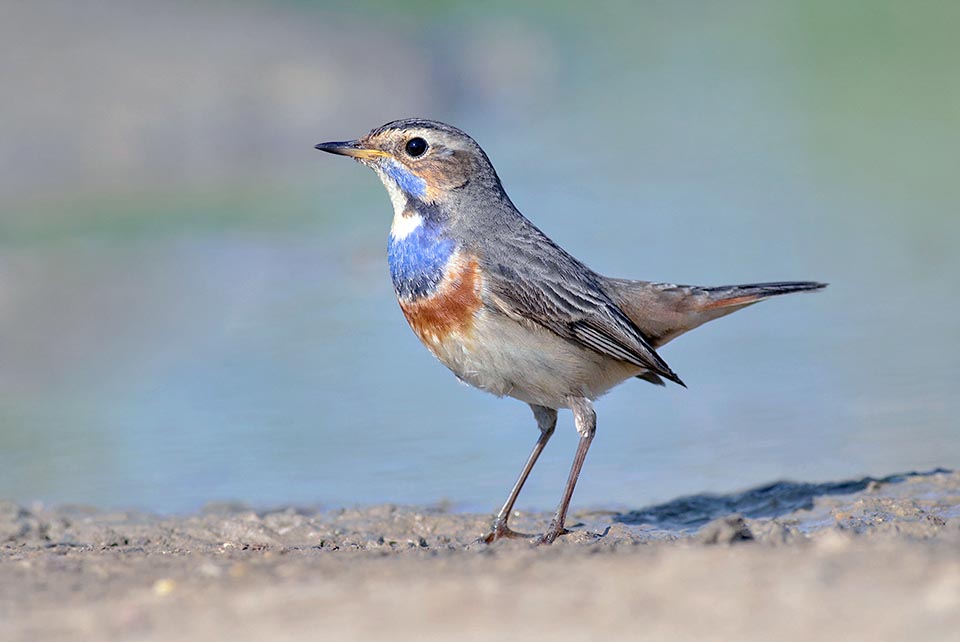 Luscinia svecica, Muscicapidae, Bluethroat