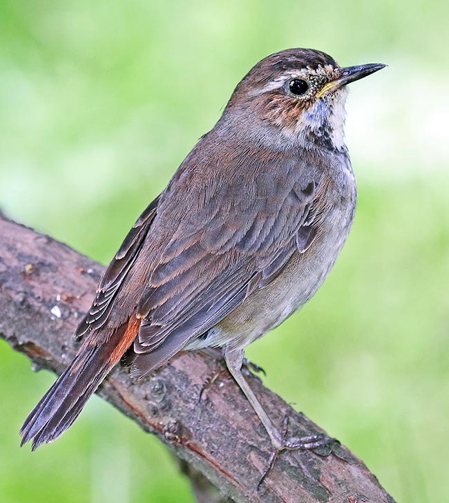 Luscinia svecica, Muscicapidae, Bluethroat