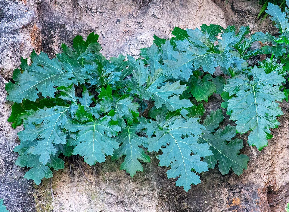 Acanthus mollis, Acanthaceae, Acanto comune 