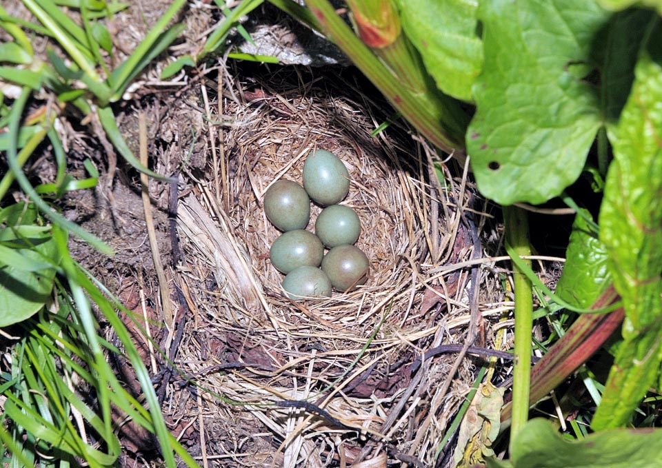 Luscinia svecica, Muscicapidae, Bluethroat