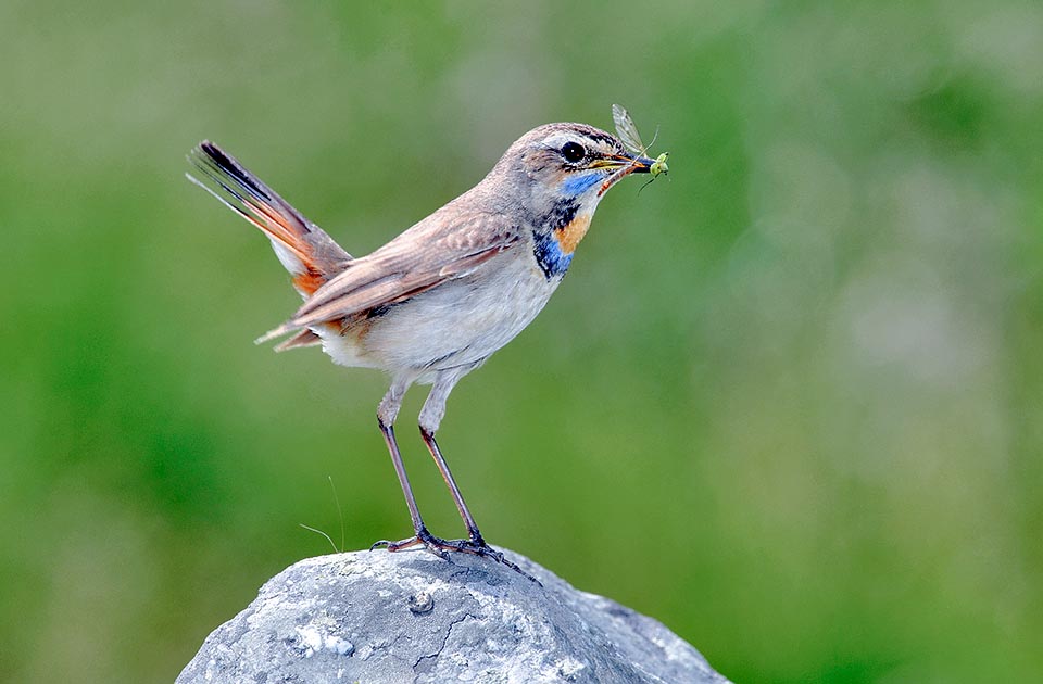 Luscinia svecica, Muscicapidae, Bluethroat