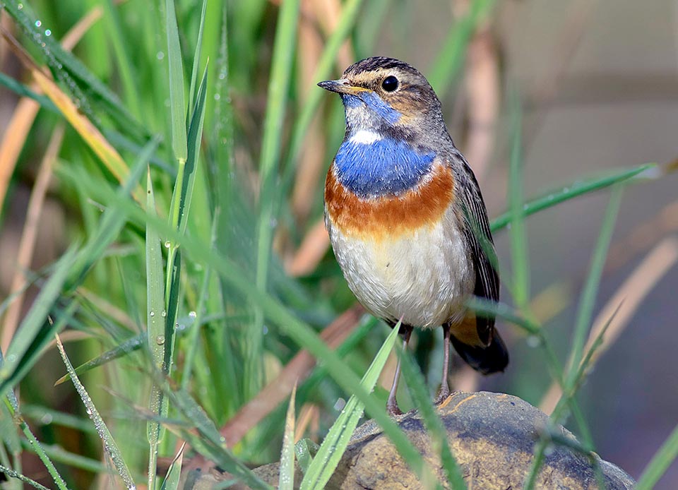 Luscinia svecica, Muscicapidae, Bluethroat