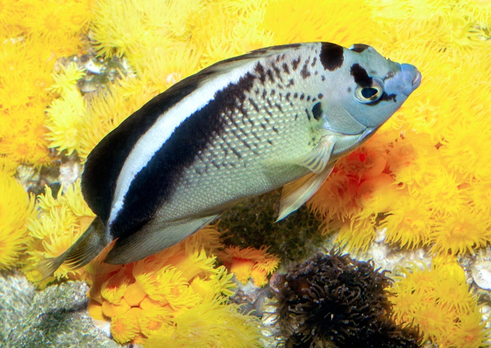 Apolemichthys griffisi, Pomacanthidae, Poisson-ange de Griffis