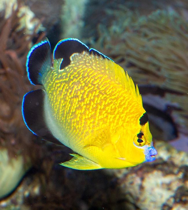 Apolemichthys xanthopunctatus, Goldspotted angelfish