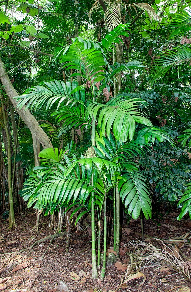 Areca triandra, Arecaceae