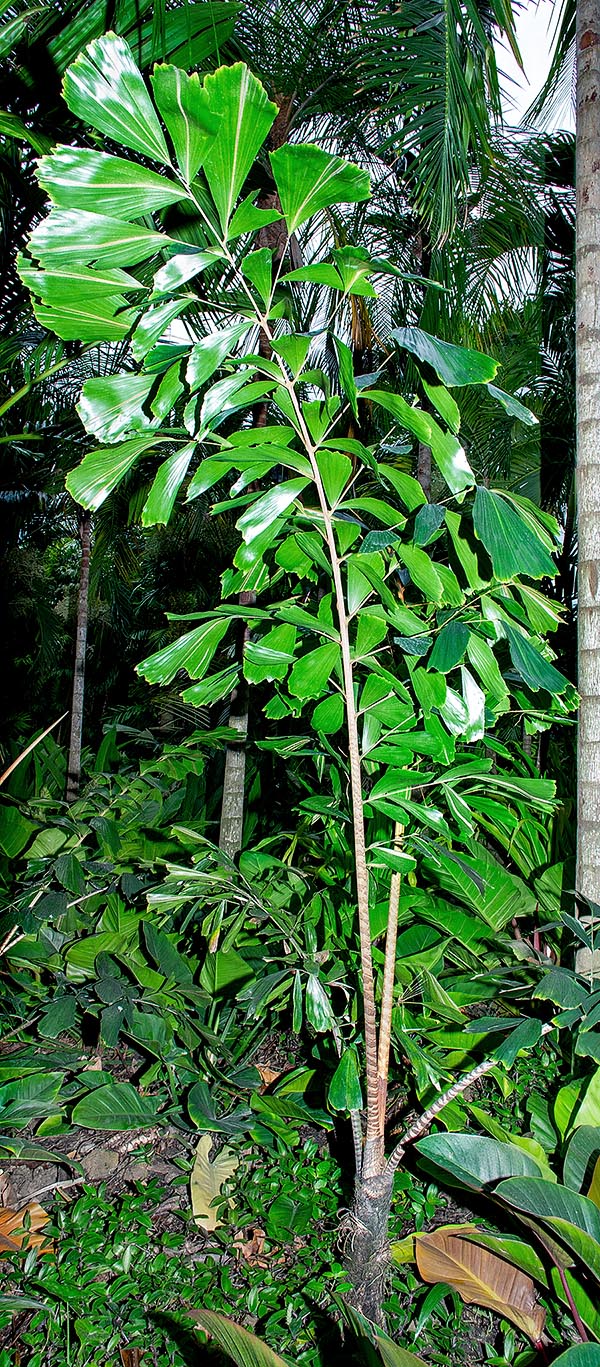 Caryota zebrina, Arecaceae