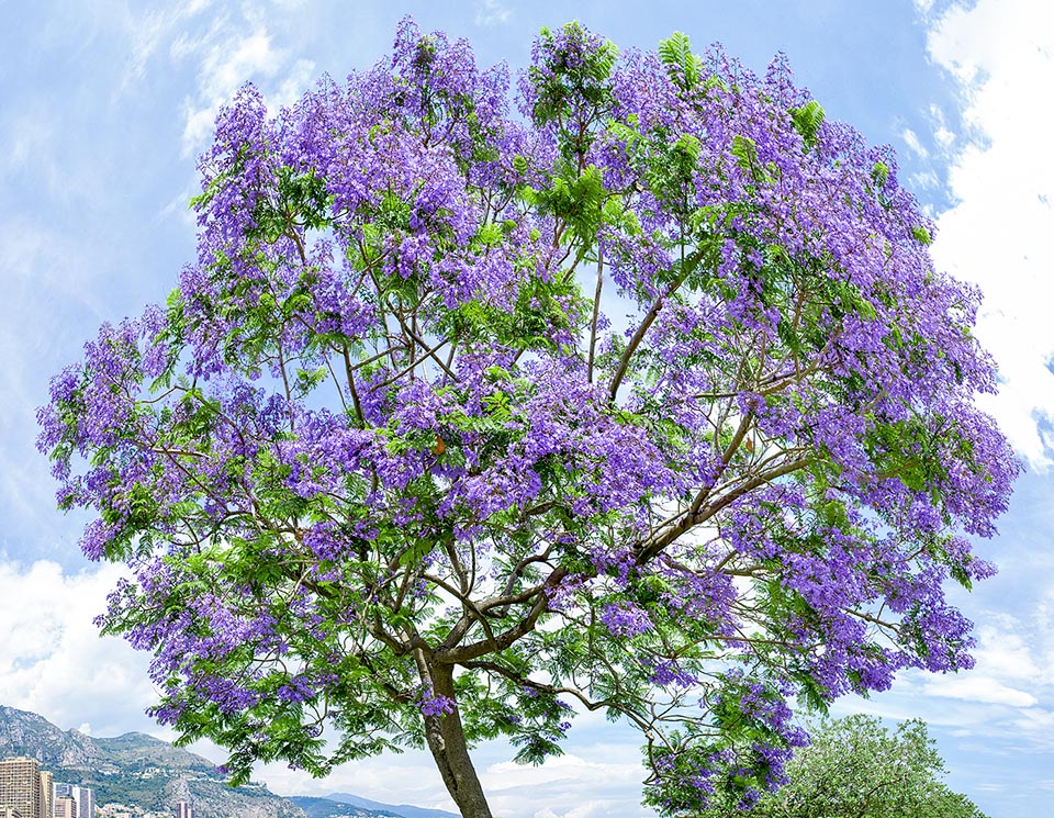 Jacaranda mimosifolia, Bignoniaceae