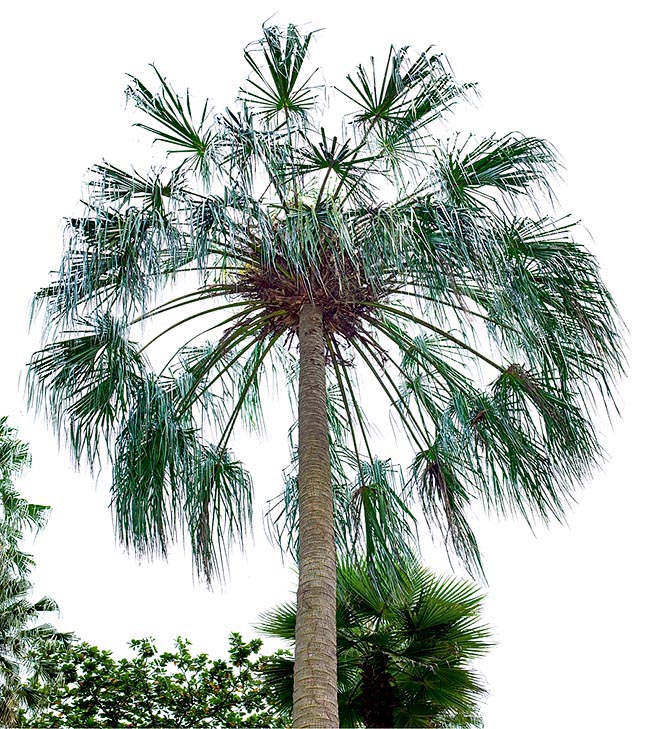 Livistona lorophylla, Arecaceae