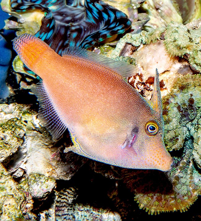 Pervagor aspricaudus, Monacanthidae, Orangetail filefish