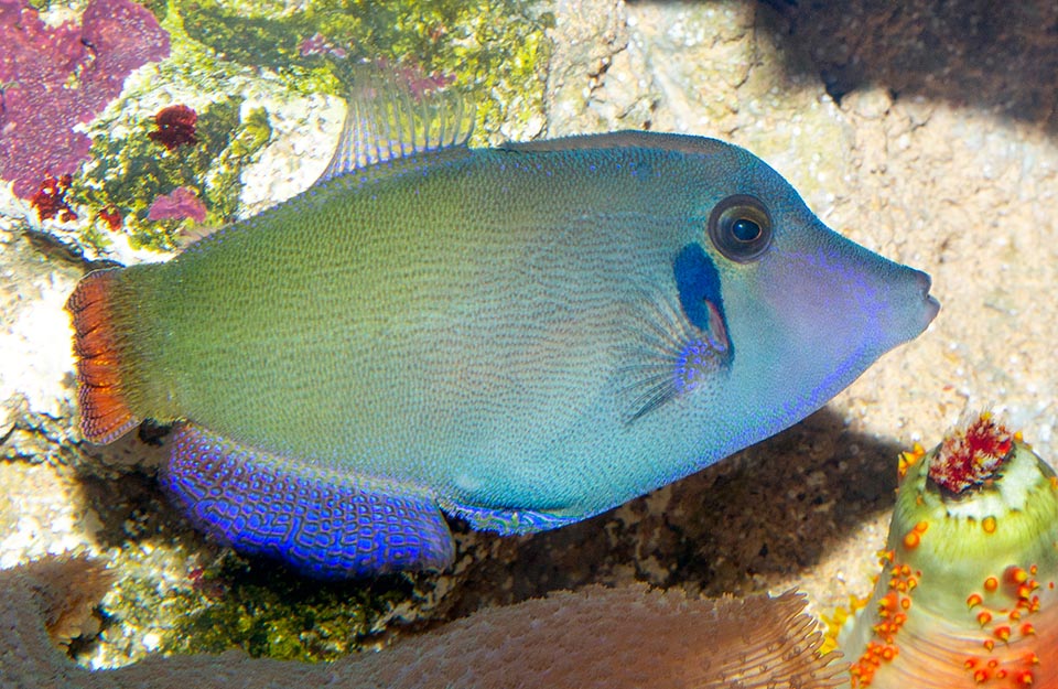 Pervagor janthinosoma, Monacanthidae Pervagor janthinosoma, Monacanthidae