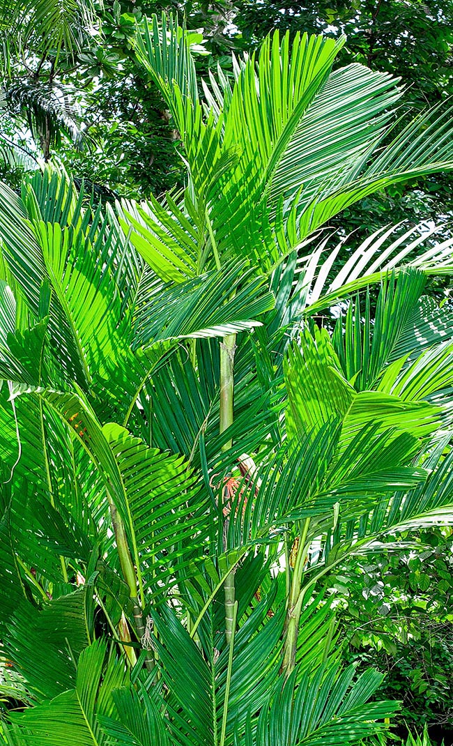 Pinanga crassipes, Arecaceae