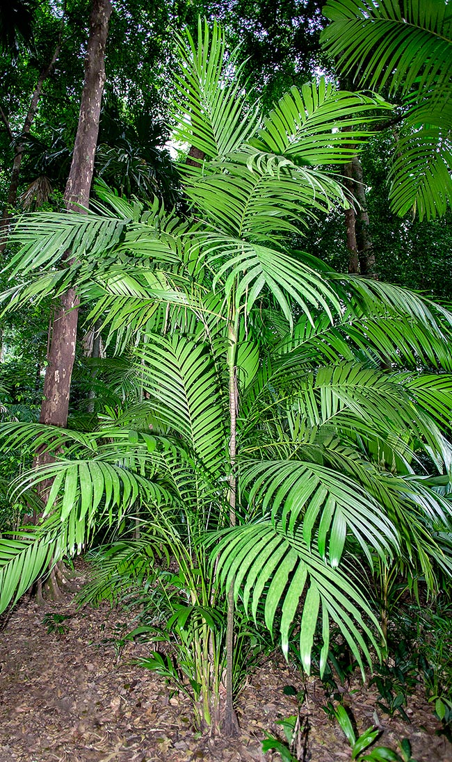 Pinanga scortechinii, Arecaceae