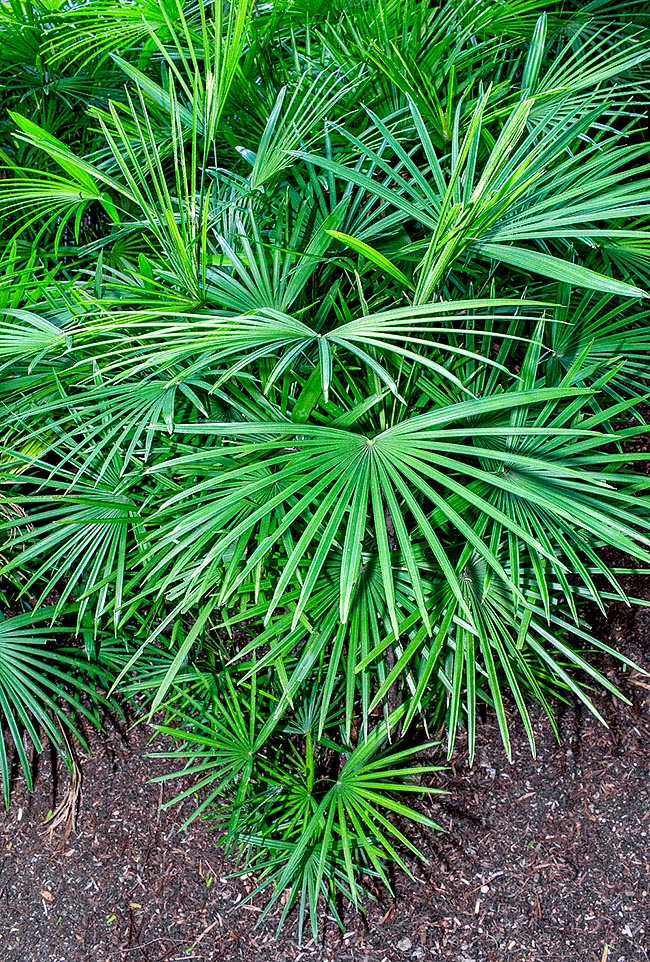 Rhapis multifida, Arecaceae