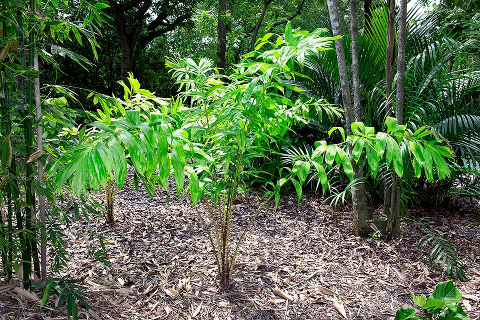 Salacca affinis, Arecaceae