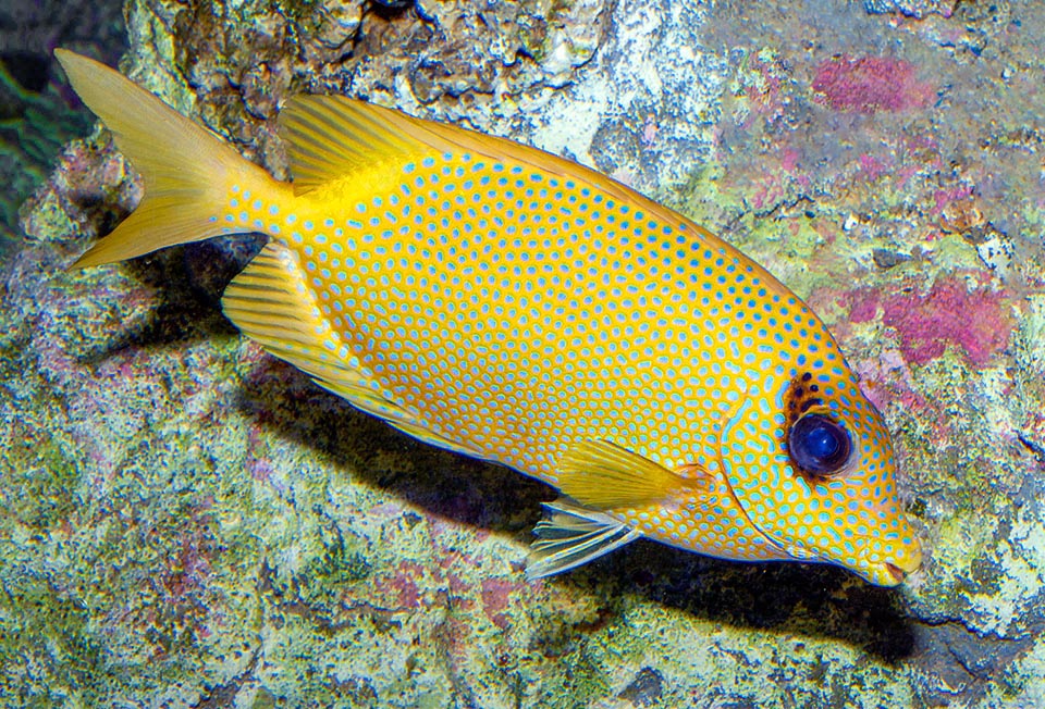 Siganus corallinus, Siganidae, Blue-spotted spinefoot