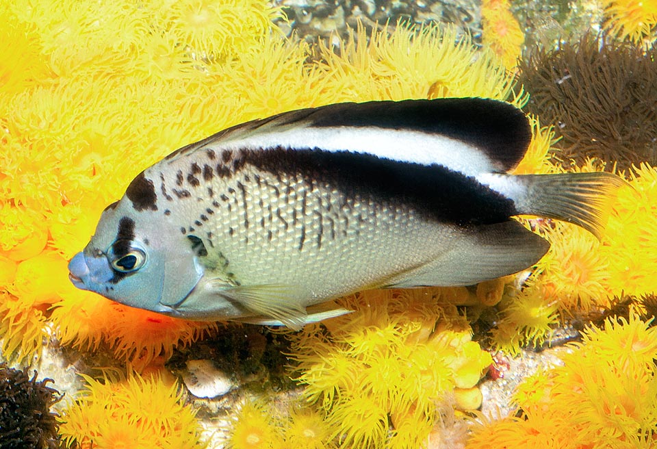 Apolemichthys griffisi, Pomacanthidae, Griffis angelfish