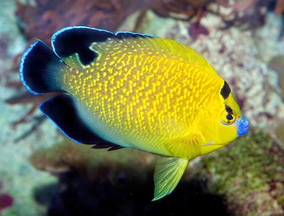 Apolemichthys xanthopunctatus, Goldspotted angelfish